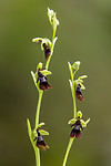 KA_150619_1 / Ophrys insectifera / Flueblom