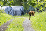 KA_150622_45 / Capreolus capreolus / Rådyr