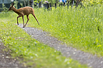 KA_150622_48 / Capreolus capreolus / Rådyr