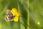 KA_150622_61 / Coenonympha hero / Heroringvinge