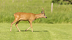 KA_150622_67 / Capreolus capreolus / Rådyr