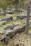 KA_150708_27 / Pinus sylvestris / Furu
