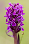 KA_150709_51 / Dactylorhiza incarnata cruenta / Blodmarihand
