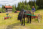 KA_150730_107 / Equus caballus / Hest