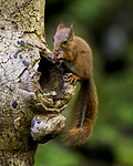 KA_150731_165 / Sciurus vulgaris / Ekorn