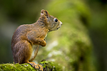 KA_150731_344 / Sciurus vulgaris / Ekorn