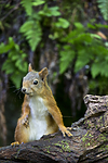 KA_150731_536 / Sciurus vulgaris / Ekorn