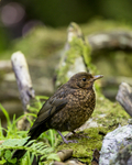 KA_150731_608 / Turdus merula / Svarttrost