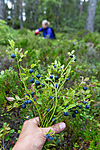KA_150816_7 / Vaccinium myrtillus / Blåbær