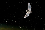 KA_150822_40 / Myotis daubentonii / Vannflaggermus