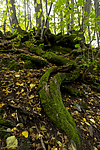 KA_151011_15 / Tilia cordata / Lind