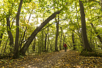 KA_151011_7 / Tilia cordata / Lind