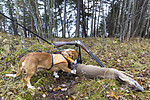 KA_151105_21 / Capreolus capreolus / Rådyr