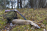 KA_151105_26 / Capreolus capreolus / Rådyr