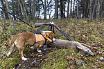 KA_151105_28 / Capreolus capreolus / Rådyr