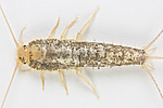 KA_160104_longicaudata_1