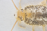 KA_160104_longicaudata_2