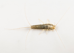 KA_160104_longicaudata_3