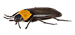 KA_160122_aphana_lateral / Phryganophilus ruficollis