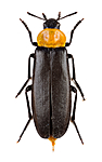 KA_160122_ruficollis_dorsal / Phryganophilus ruficollis