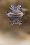 KA_160410_20 / Rana temporaria / Buttsnutefrosk