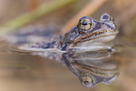 KA_160410_24 / Rana temporaria / Buttsnutefrosk