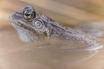 KA_160410_25 / Rana temporaria / Buttsnutefrosk