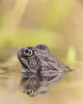 KA_160410_30 / Rana temporaria / Buttsnutefrosk