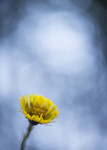 KA_160428_7 / Tussilago farfara / Hestehov