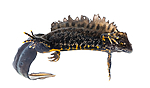 KA_160501_10 / Triturus cristatus / Storsalamander
