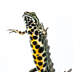 KA_160501_70 / Lissotriton vulgaris / Småsalamander