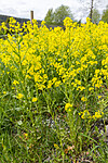 KA_160521_1 / Barbarea vulgaris / Vinterkarse