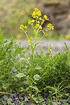 KA_160521_38 / Barbarea vulgaris / Vinterkarse