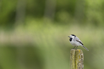 KA_160521_58 / Motacilla alba / Linerle