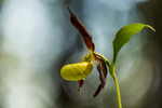 KA_160604_2 / Cypripedium calceolus / Marisko