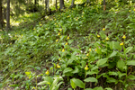 KA_160604_47 / Cypripedium calceolus / Marisko