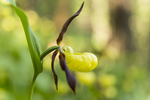 KA_160604_50 / Cypripedium calceolus / Marisko