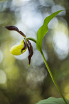 KA_160604_65 / Cypripedium calceolus / Marisko