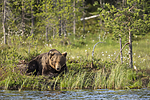 KA_160623_31 / Ursus arctos / Brunbjørn