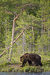 KA_160623_42 / Ursus arctos / Brunbjørn