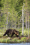 KA_160623_56 / Ursus arctos / Brunbjørn