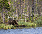 KA_160623_75 / Ursus arctos / Brunbjørn