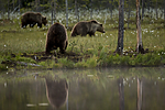 KA_160624_107 / Ursus arctos / Brunbjørn