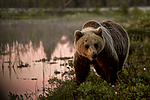 KA_160624_119 / Ursus arctos / Brunbjørn