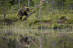 KA_160624_20 / Ursus arctos / Brunbjørn