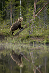 KA_160624_22 / Ursus arctos / Brunbjørn
