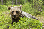 KA_160624_239 / Ursus arctos / Brunbjørn