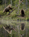 KA_160624_26 / Ursus arctos / Brunbjørn