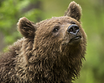 KA_160624_278 / Ursus arctos / Brunbjørn