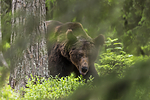 KA_160624_308 / Ursus arctos / Brunbjørn